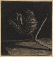 KG 18042
<br/>
Doornappel
<br/>
<em>Nachenius, Jan Coenraad (1890-1987)</em>